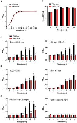 wecB Gene of Salmonella Gallinarum Plays a Critical Role in Systemic Infection of Fowl Typhoid